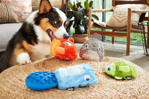 Los mejores juguetes y accesorios para tu perro